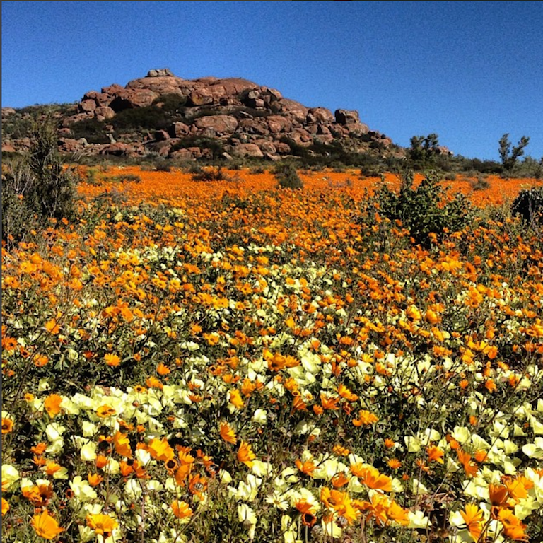 namaqualand flowers route 63
