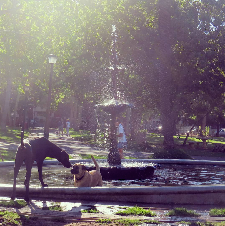 dogs in the fountain at De Waal park