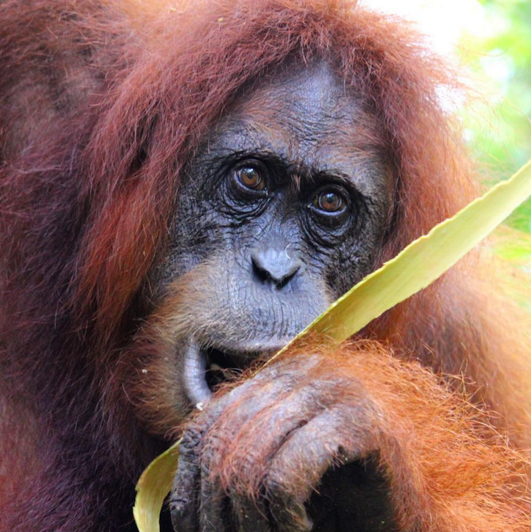 orangutan bukit lawang