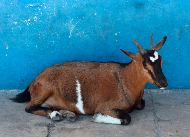 Goat reclining against a blue wall in the shade, Pemba.