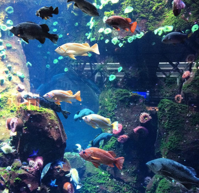 Vancouver airport aquarium