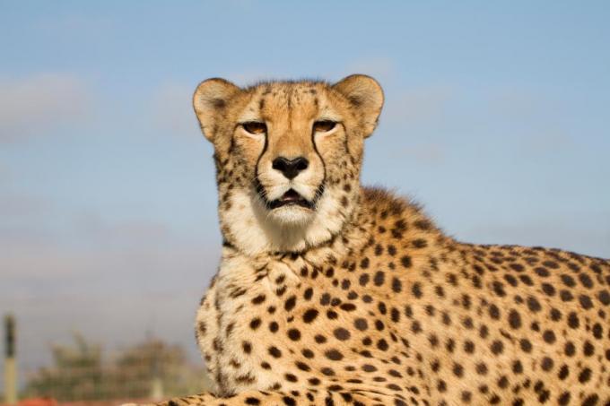 cheetah at jukani garden route