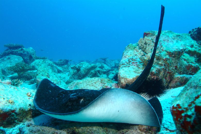 3 scuba diving seychelles tourism board