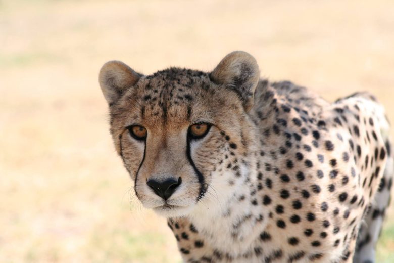 cheetah sanctuary somerset west
