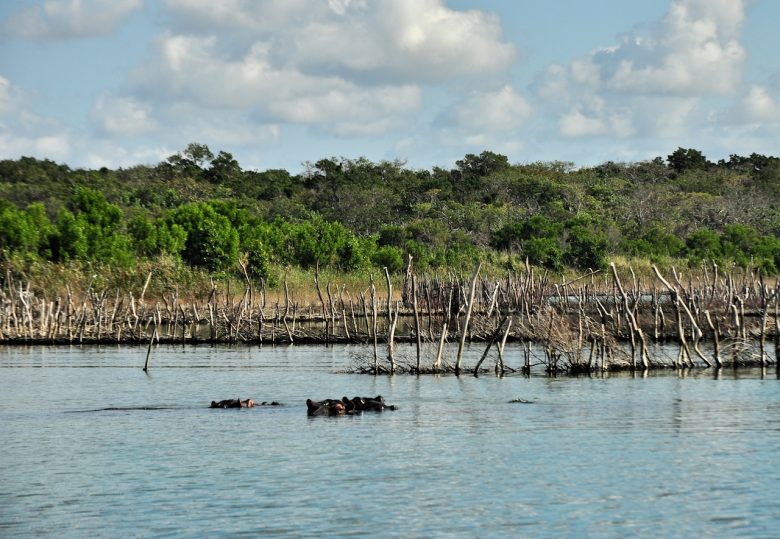 Kosi Bay Iga Motylska hippos