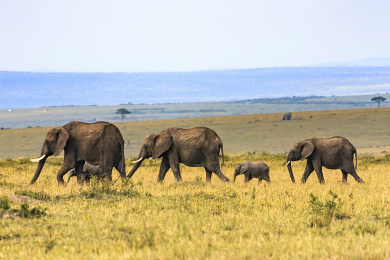 family travel elephants