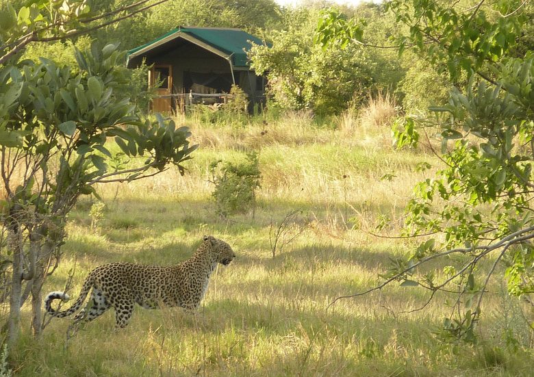 sango safari camp2 leopard