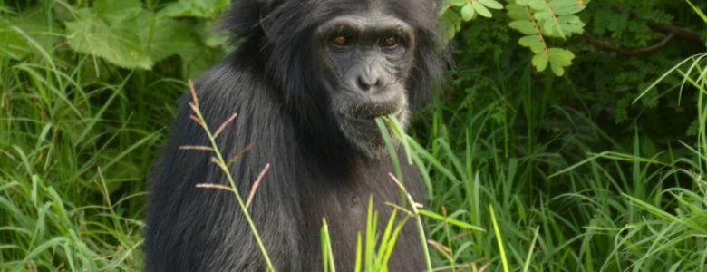 Kenya Gorilla