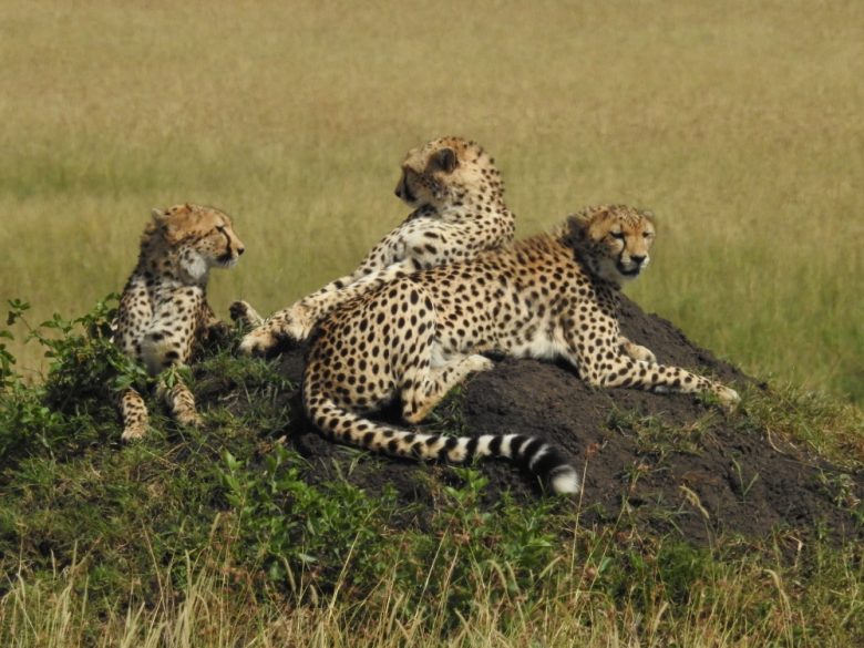 Kenya cheetahs