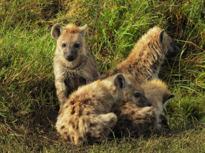 Kenya hyenas
