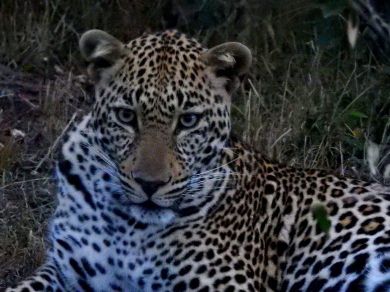 Kenya leopard