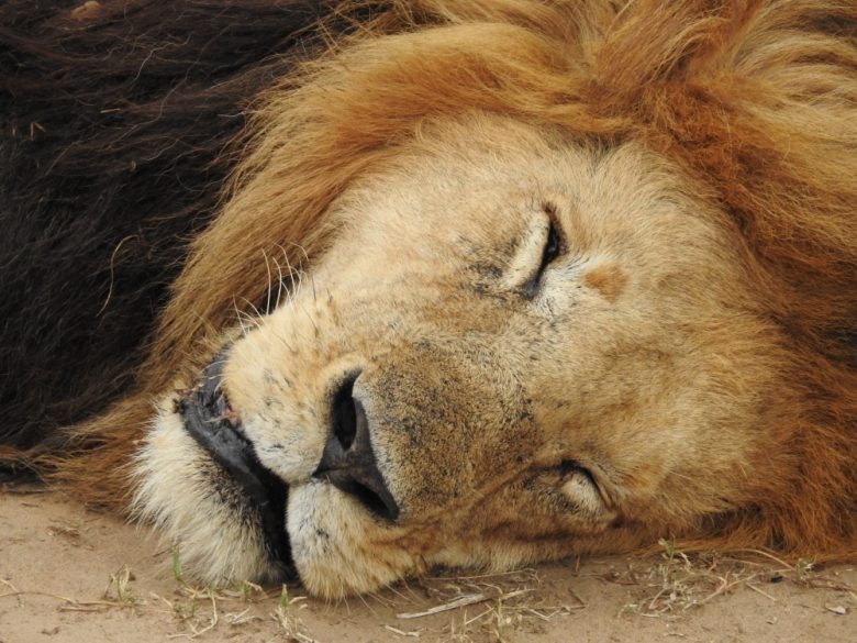Kenya sleepy lion