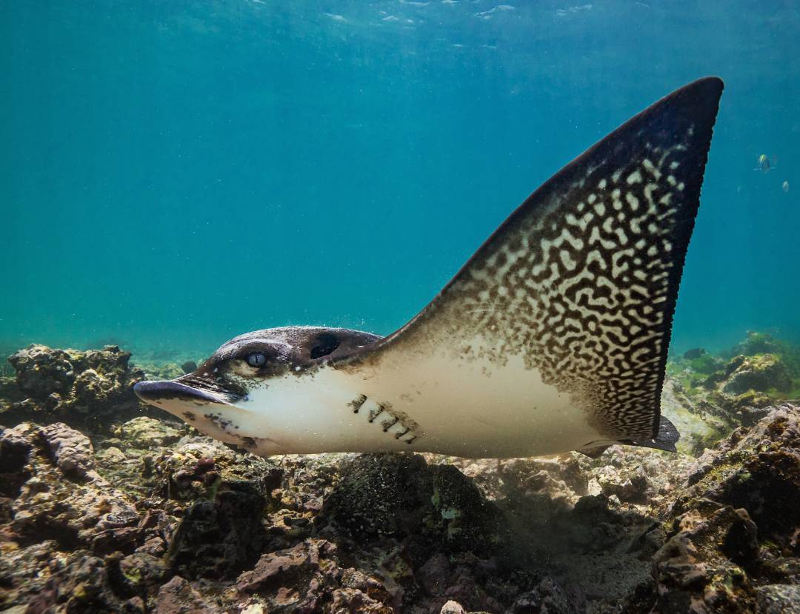 eagle ray zanzibar