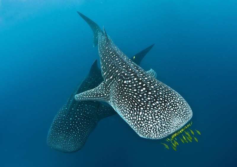 mafia island whale sharks