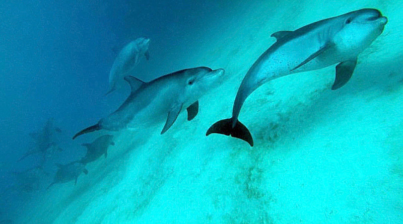 mnemba island dolphins
