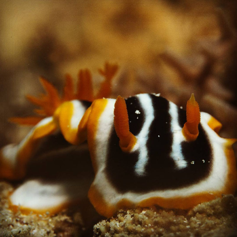 nudibranch