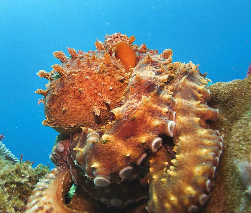 octopus zanzibar