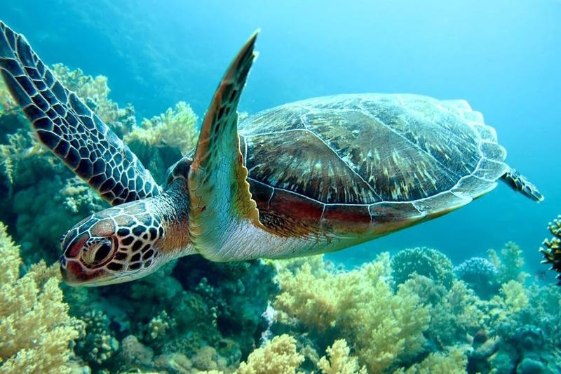 turtle swimming over reef