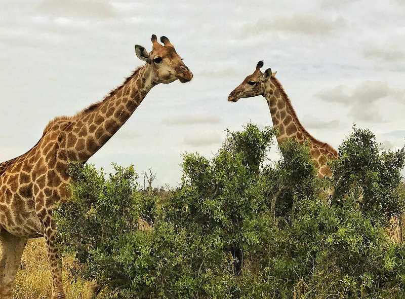 kruger giraffes
