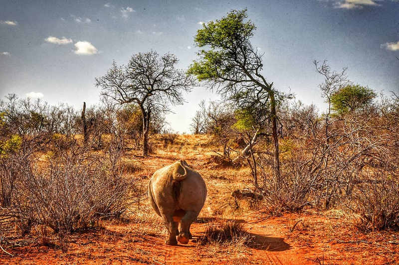 kruger park south africa