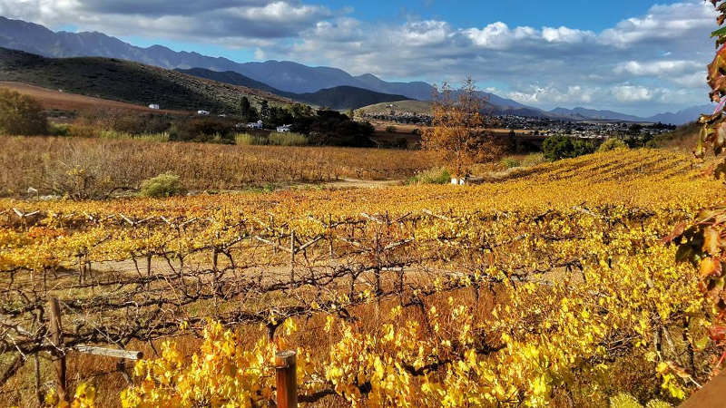 robertson wine valley africa