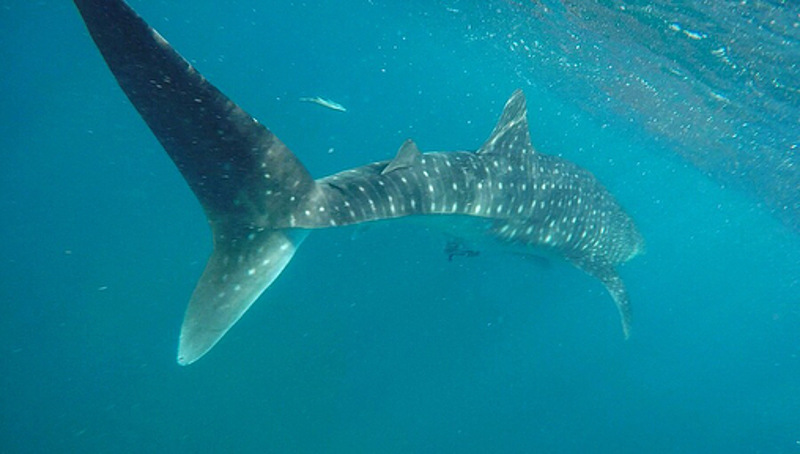 whale shark in tofo