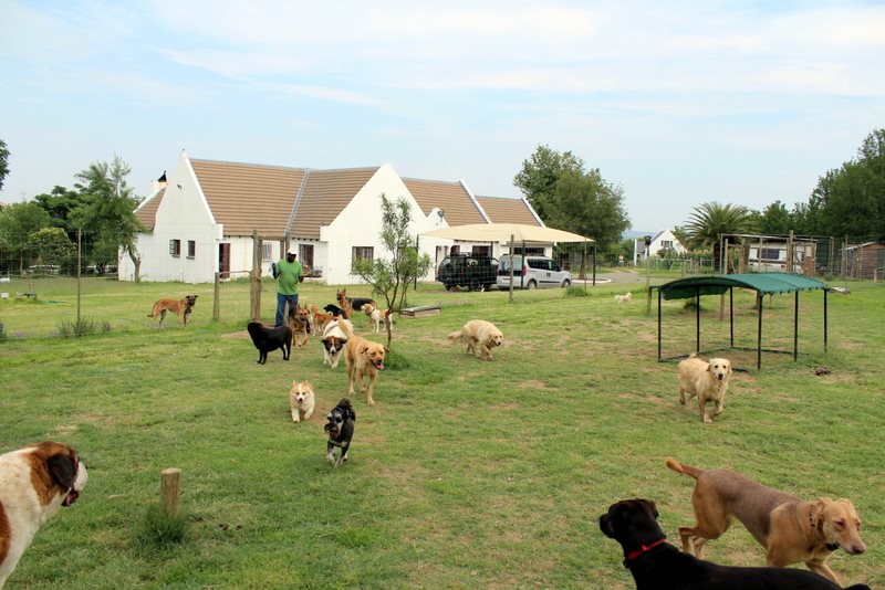 pet travel farm hotel