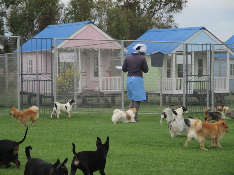 pet travel dog hotel