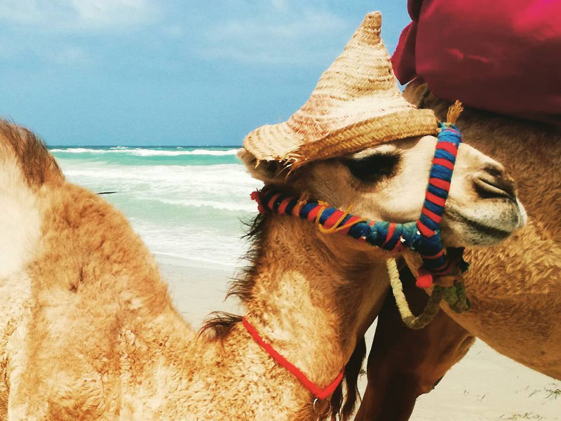 visit-tunisia-beach-camel