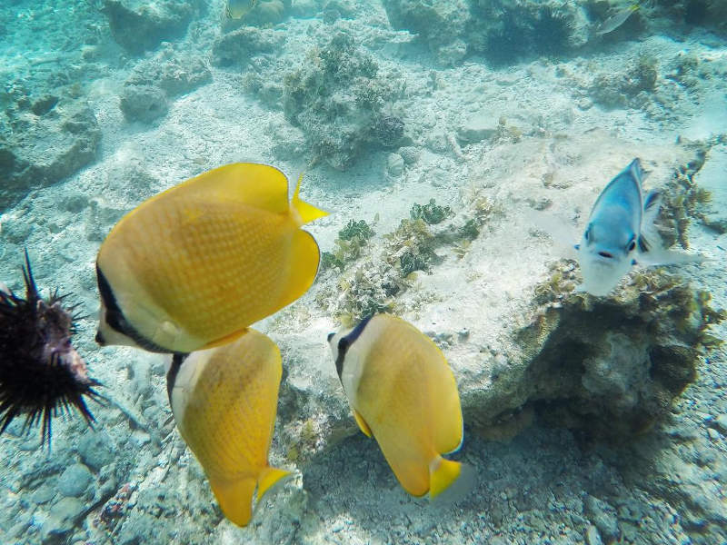 colourful fish zanzibar snorkelling