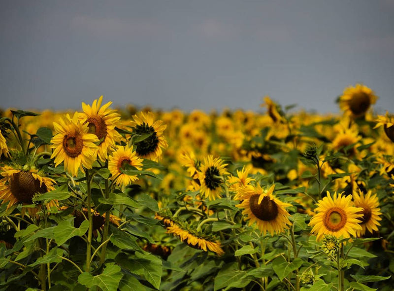 free state sunflowers