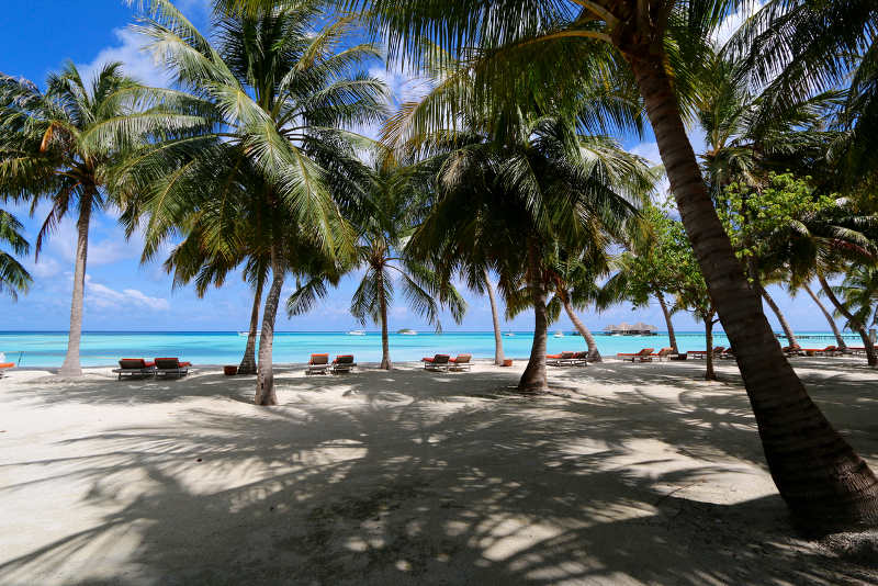 maldives palm trees