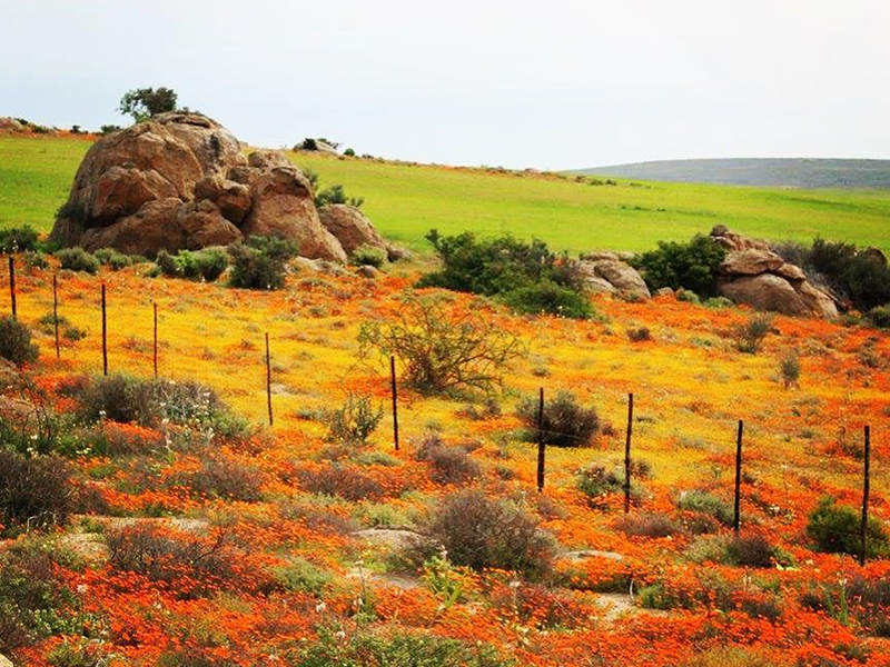 namaqualand best time to visit cape town