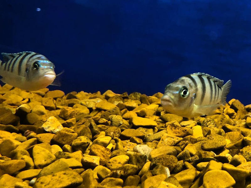 zebrafish zanzibar snorkelling