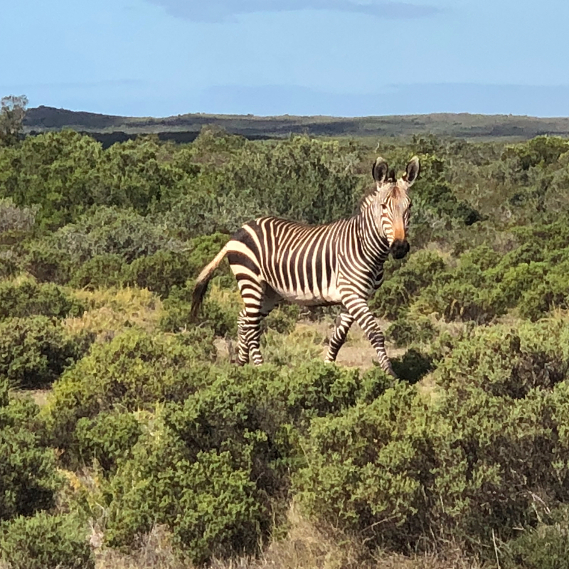 hiking zebra