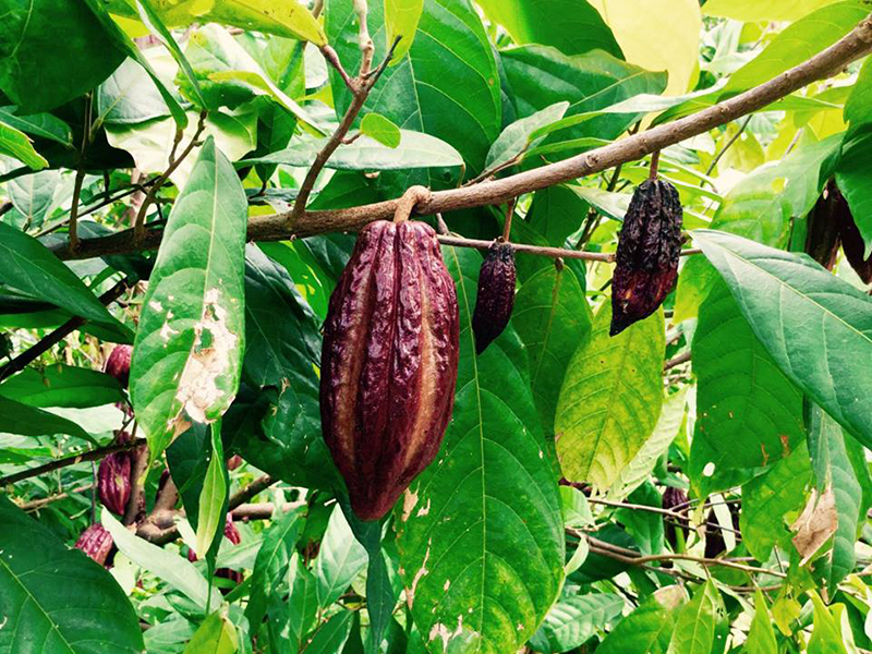 São Tomé Coffee