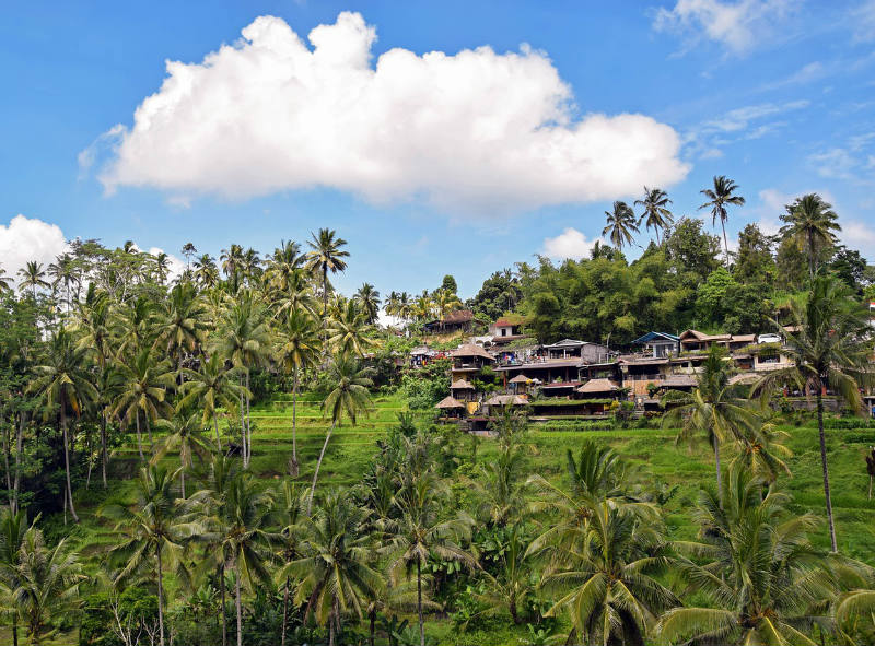 Ubud landscape