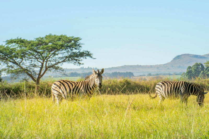 Swaziland Zebra