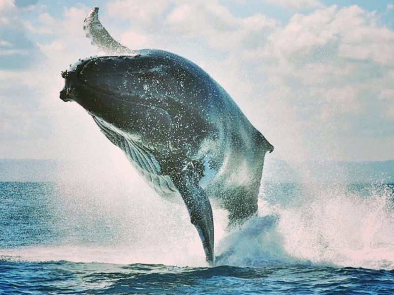 Humpback whale Madagascar