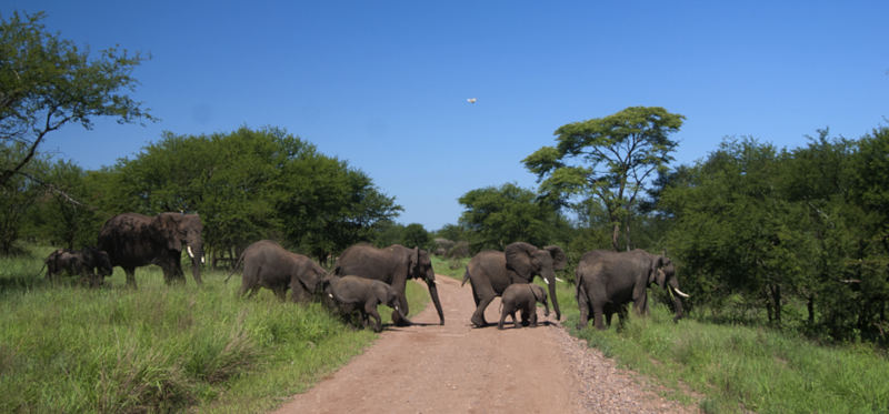 Inkwenkwezi Private Nature Reserve things to do in east london