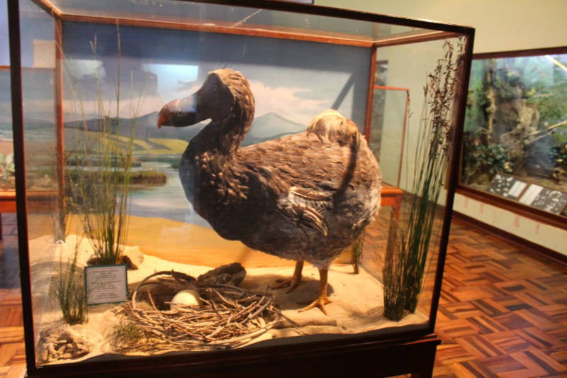 dodo museum saker att göra i east london