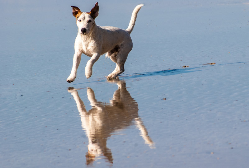 Plaża gonubie pies rzeczy do zrobienia we wschodnim Londynie
