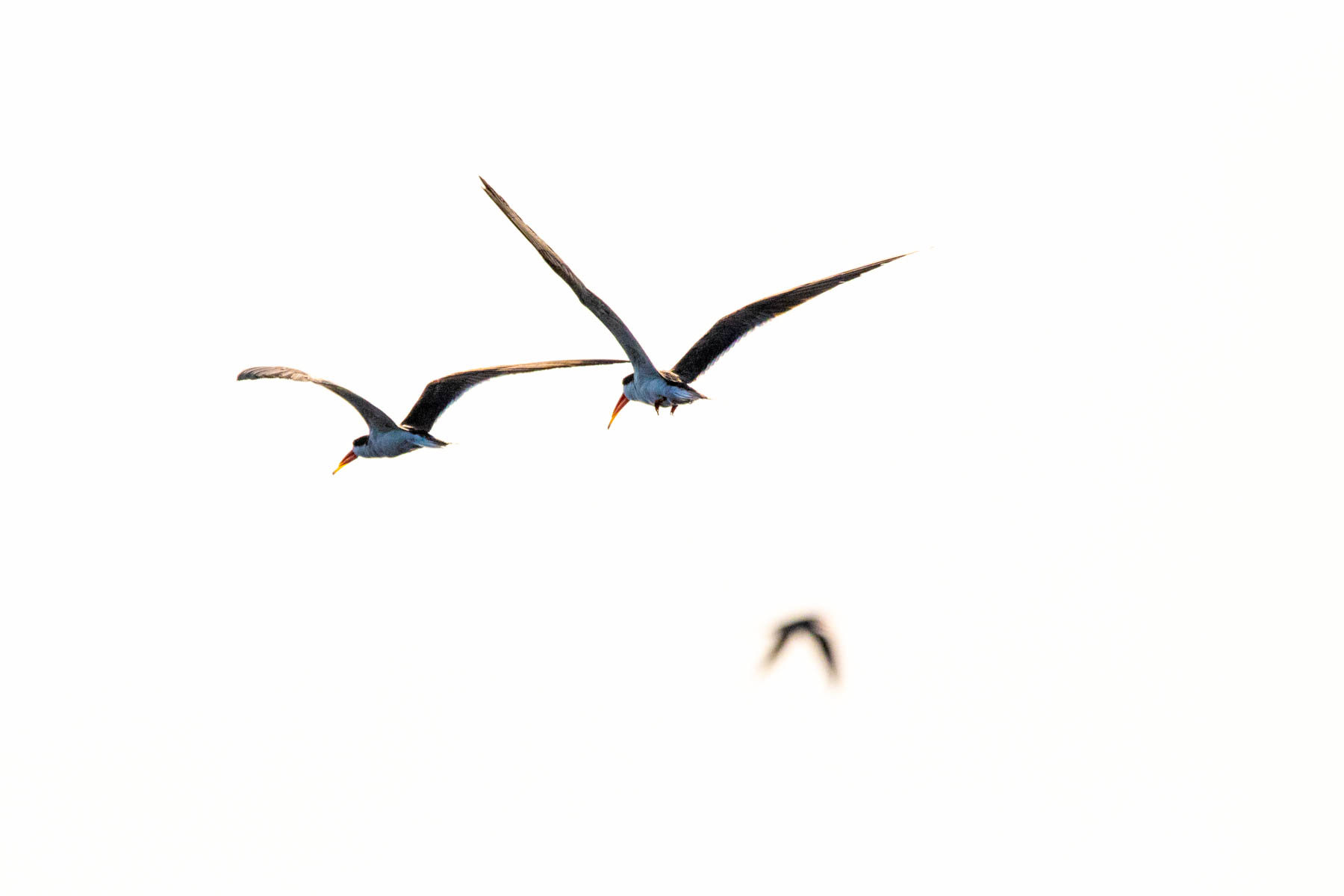 Birds Chobe River