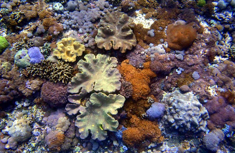 coral garden tulamben