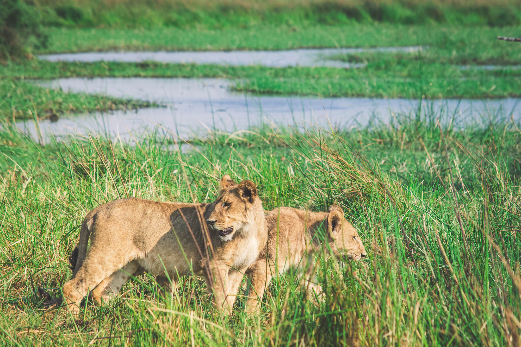 Lions Okavango Delta 