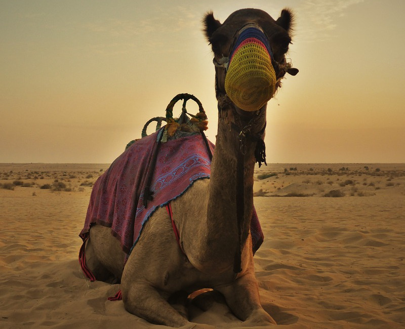 Camel rides in Dubai desert