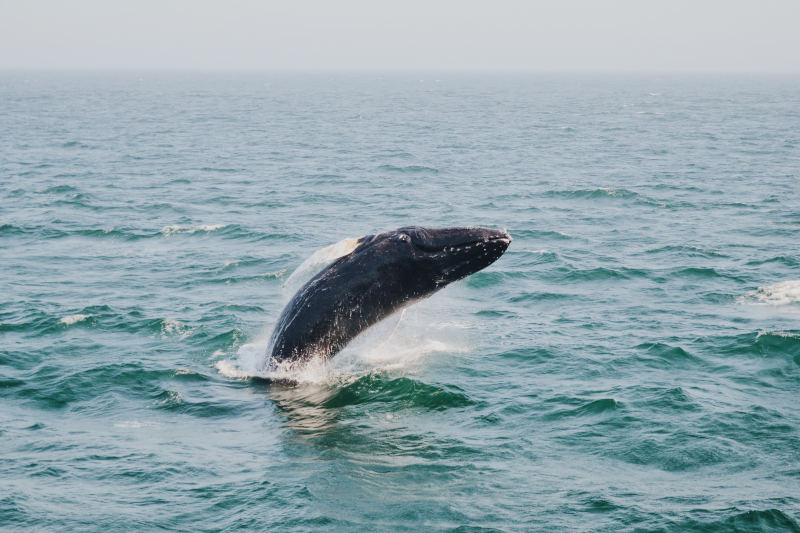 Humpback whale - Things to do in Plettenberg Bay