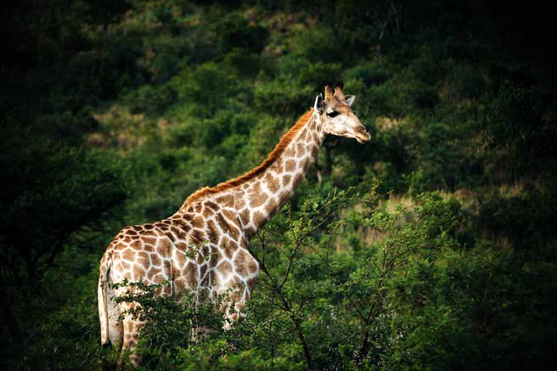 Pilanesberg Nature Reserve