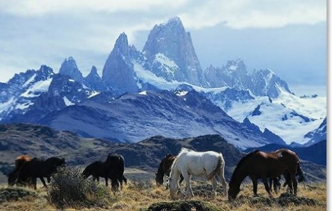 wild horses grazing in argentina below the peaks of the andes