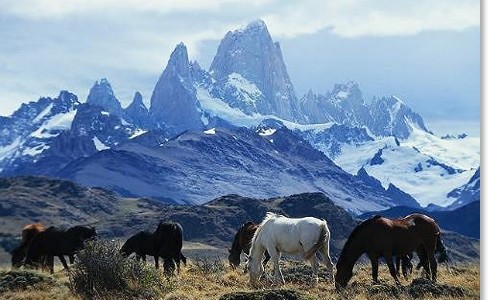 wild horses grazing in argentina below the peaks of the andes